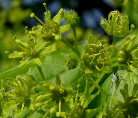  Image name: acero campestre3.jpg 
 width: 467 pixel 
 height: 400 pixel 
 Size: 37889 bytes 
 Click to enlarge 